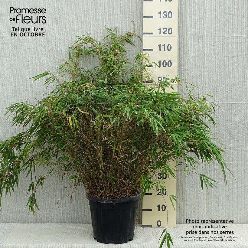 Exemplar von Fargesia robusta - Bambus Topf mit 18L/20L wie im Herbst geliefert