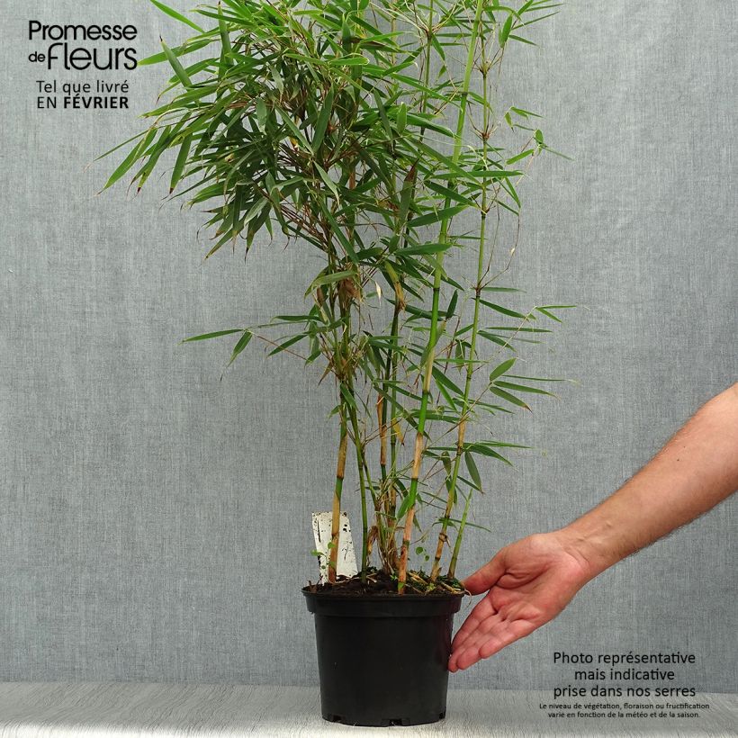 Exemplar von Fargesia robusta - Bambus Topf mit 2L/3L wie im Herbst geliefert