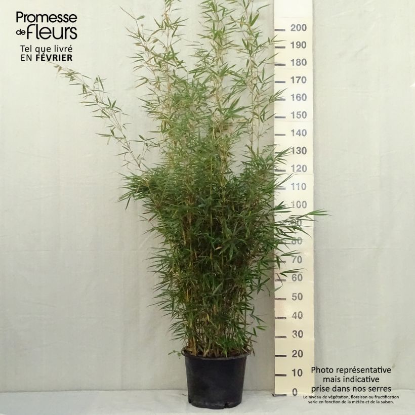 Exemplar von Fargesia robusta Formidable - Bambus Topf mit 4L/5L wie im Herbst geliefert