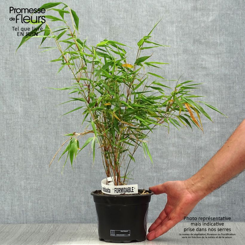 Exemplar von Fargesia robusta Formidable - Bambus Topf mit 1,5L/2L wie im Sommer geliefert