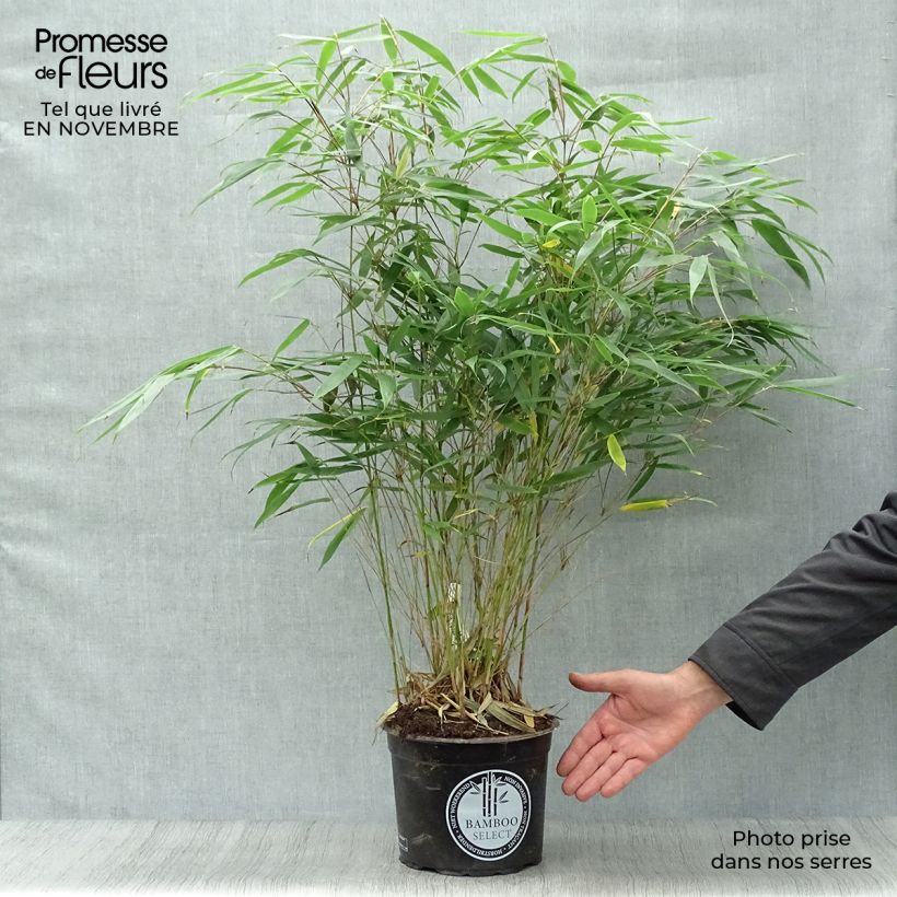 Exemplar von Fargesia robusta Pingwu - Bambus Topf mit 4L/5L wie im Herbst geliefert