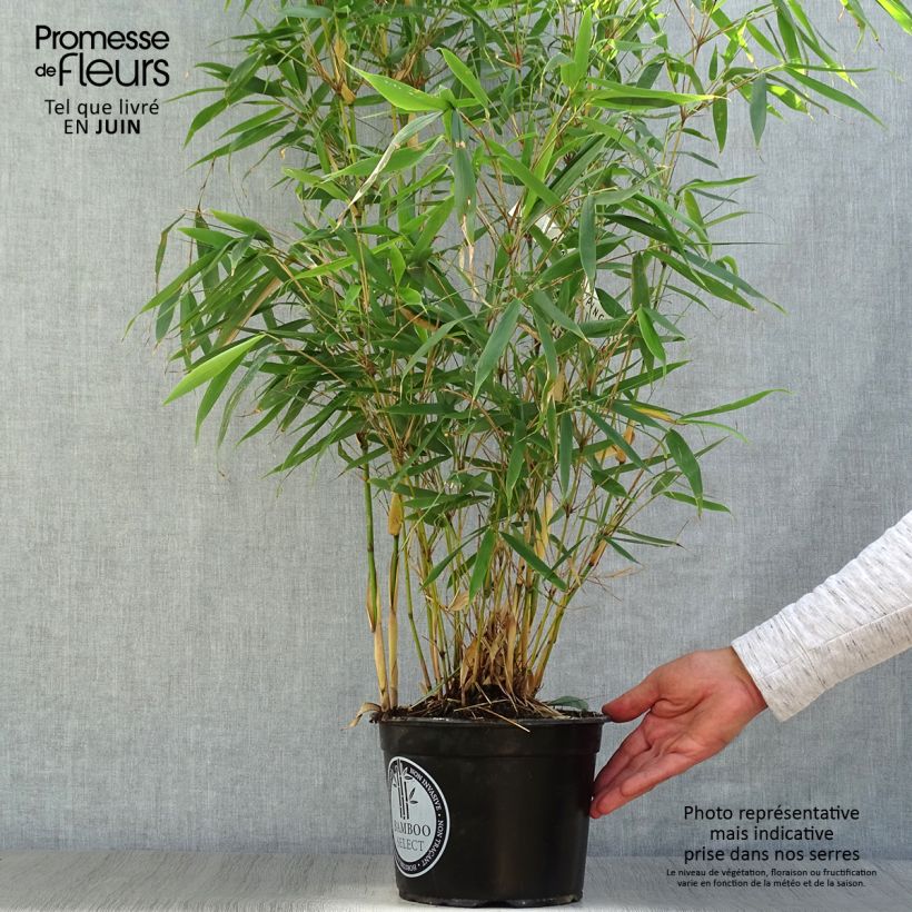 Exemplar von Fargesia robusta Pingwu - Bambus Topf mit 4L/5L wie im Sommer geliefert
