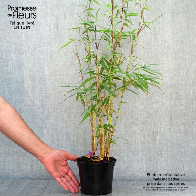 Exemplar von Fargesia robusta Pingwu - Bambus Topf mit 2L/3L wie im Sommer geliefert