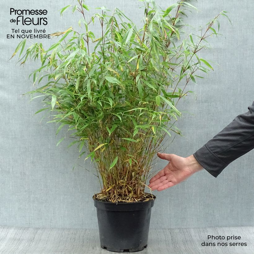 Exemplar von Fargesia robusta Pingwu - Bambus Topf mit 7,5L/10L wie im Herbst geliefert