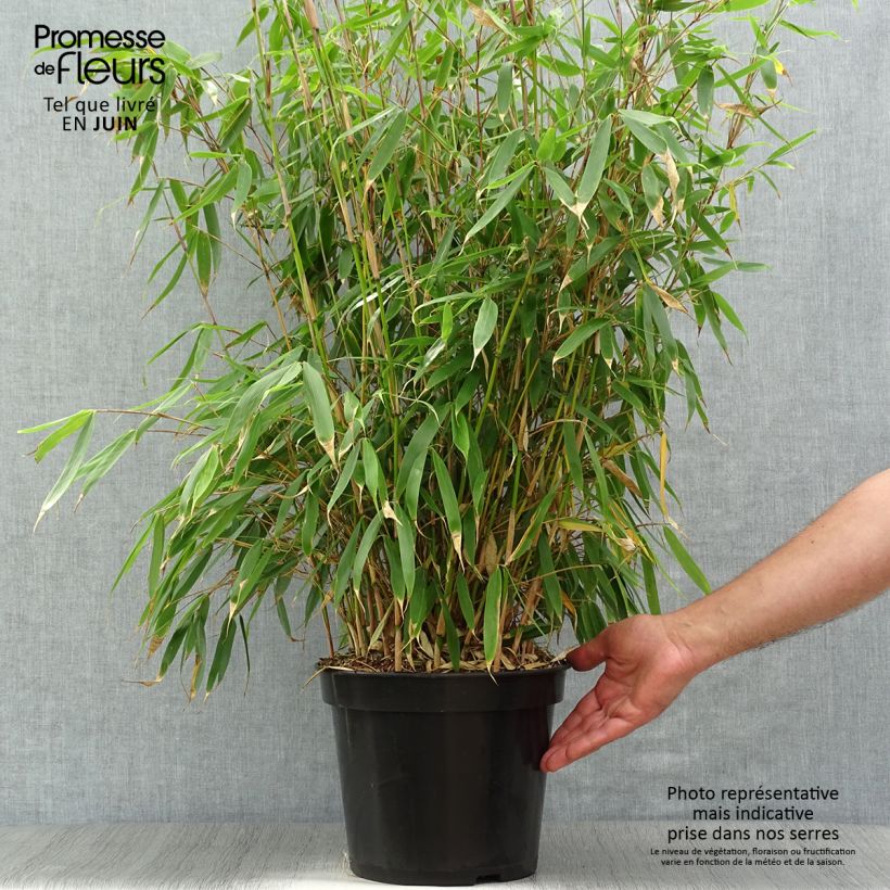 Exemplar von Fargesia robusta Pingwu - Bambus Topf mit 7,5L/10L wie im Sommer geliefert