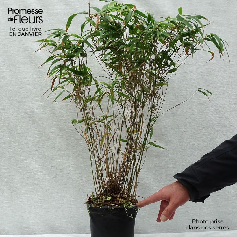 Exemplar von Fargesia robusta Wenchuan - Bambus Topf mit 2L/3L wie im Winter geliefert