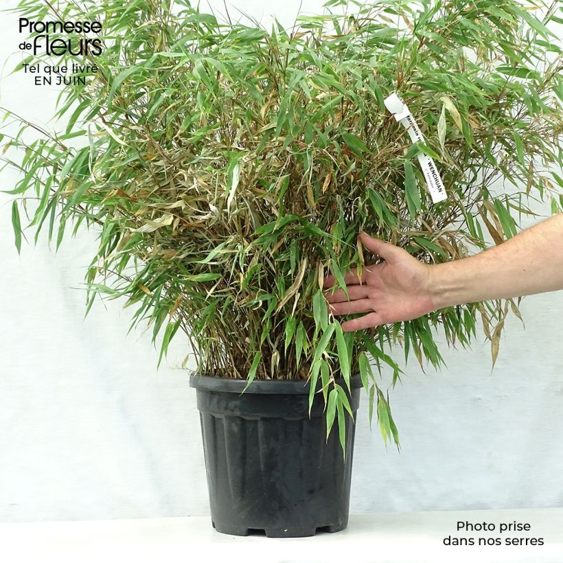 Exemplar von Fargesia robusta Wenchuan - Bambus Topf mit 12L/15L wie im Sommer geliefert