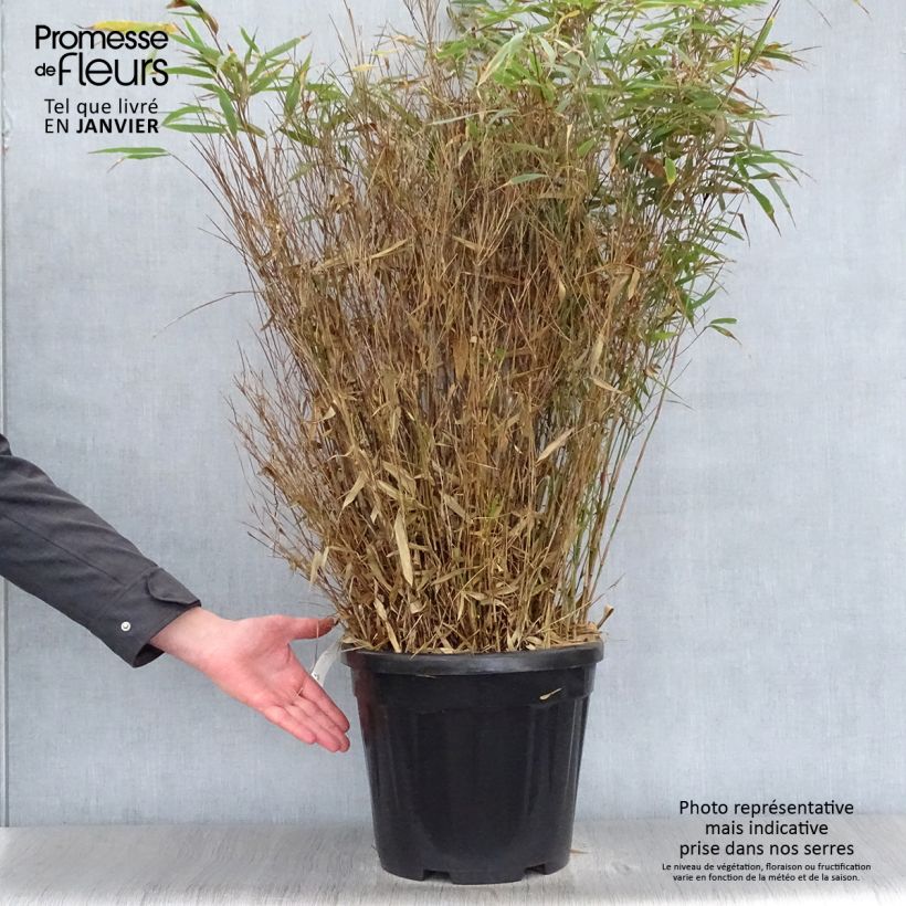 Exemplar von Fargesia robusta Wenchuan - Bambus Topf mit 12L/15L wie im Winter geliefert