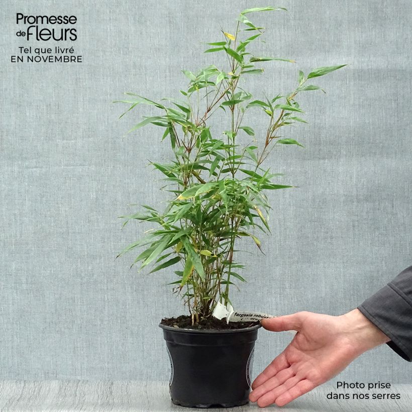 Exemplar von Fargesia robusta Wenchuan - Bambus Topf mit 2L/3L wie im Herbst geliefert