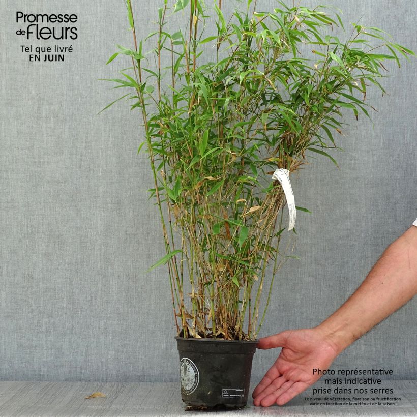 Exemplar von Fargesia robusta Wenchuan - Bambus Topf mit 2L/3L wie im Sommer geliefert