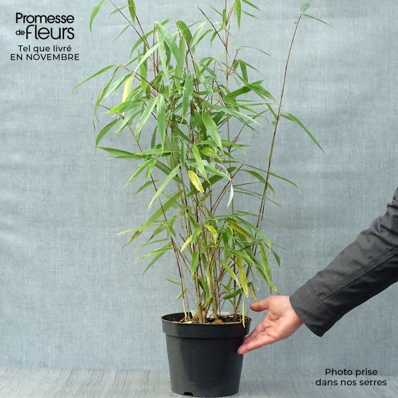 Exemplar von Fargesia robusta Wolong - Bambus Topf mit 4L/5L wie im Herbst geliefert