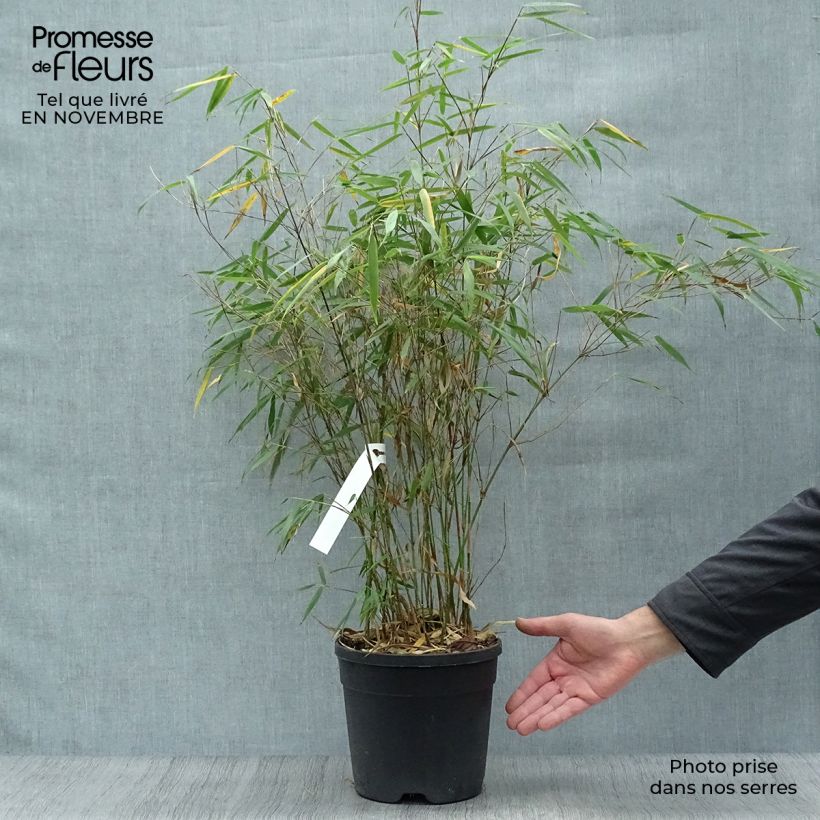 Exemplar von Fargesia scabrida Asian wonder - Bambus Topf mit 4L/5L wie im Herbst geliefert