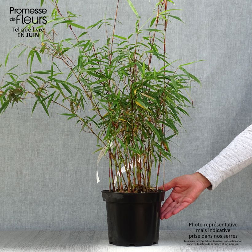 Exemplar von Fargesia scabrida Asian wonder - Bambus Topf mit 4L/5L wie im Sommer geliefert