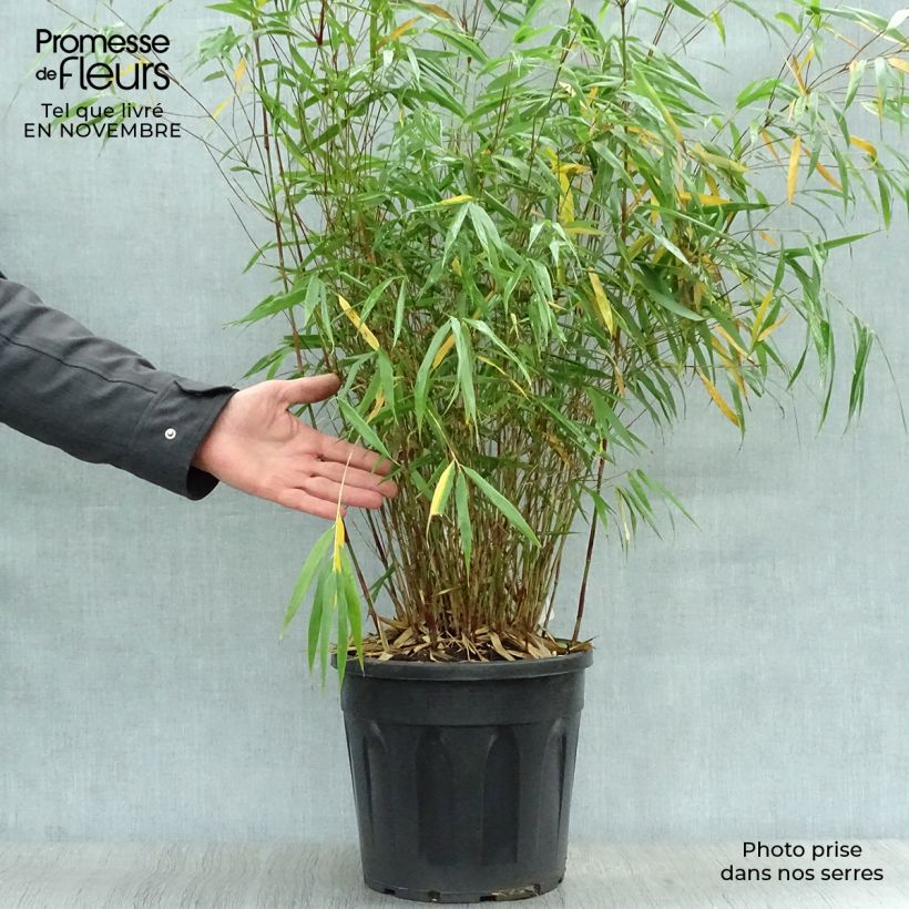 Exemplar von Fargesia scabrida Asian wonder - Bambus Topf mit 6L/7L wie im Herbst geliefert