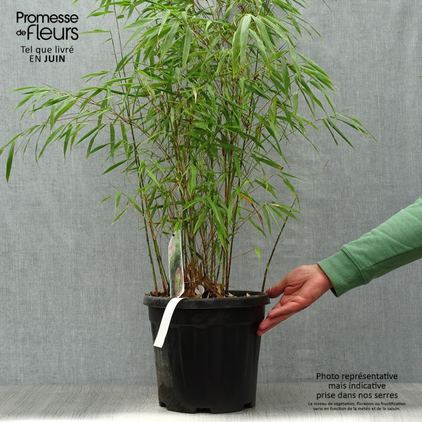 Exemplar von Fargesia scabrida Asian wonder - Bambus Topf mit 6L/7L wie im Sommer geliefert