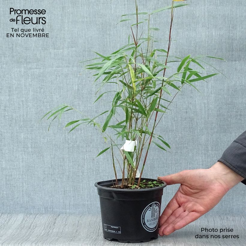 Exemplar von Fargesia scabrida Asian wonder - Bambus Topf mit 2L/3L wie im Herbst geliefert