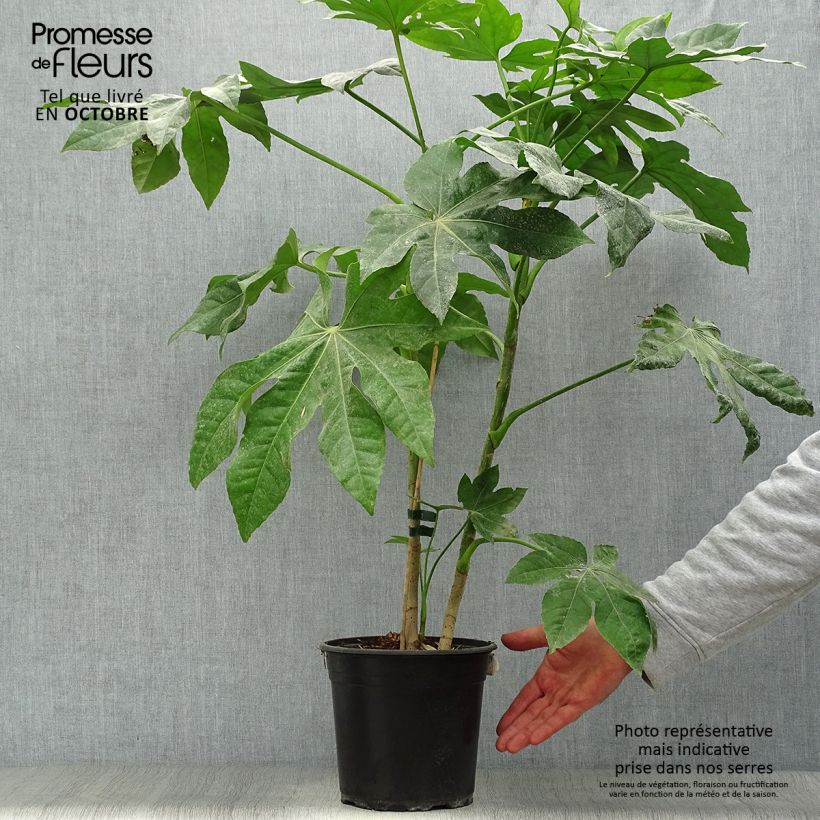 Exemplar von Fatsia japonica - Zimmeraralie Topf mit 4L/5L wie im Herbst geliefert