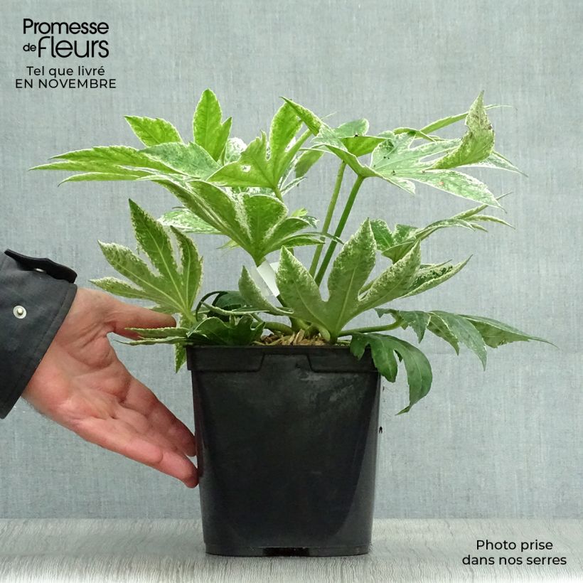 Exemplar von Fatsia japonica Spider's Web - Zimmeraralie Topf mit 2L/3L wie im Herbst geliefert