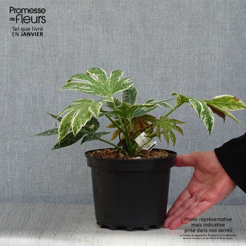 Exemplar von Fatsia japonica Spider's Web - Zimmeraralie Topf mit 2L/3L wie im Winter geliefert
