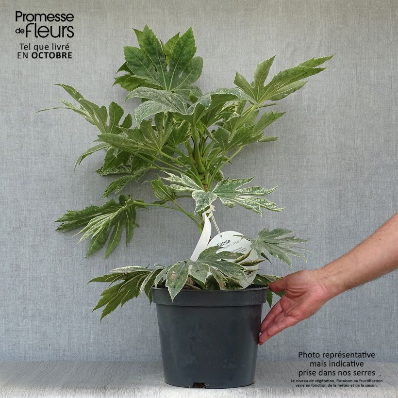 Exemplar von Fatsia japonica Spider's Web - Zimmeraralie Topf mit 6L/7L wie im Herbst geliefert