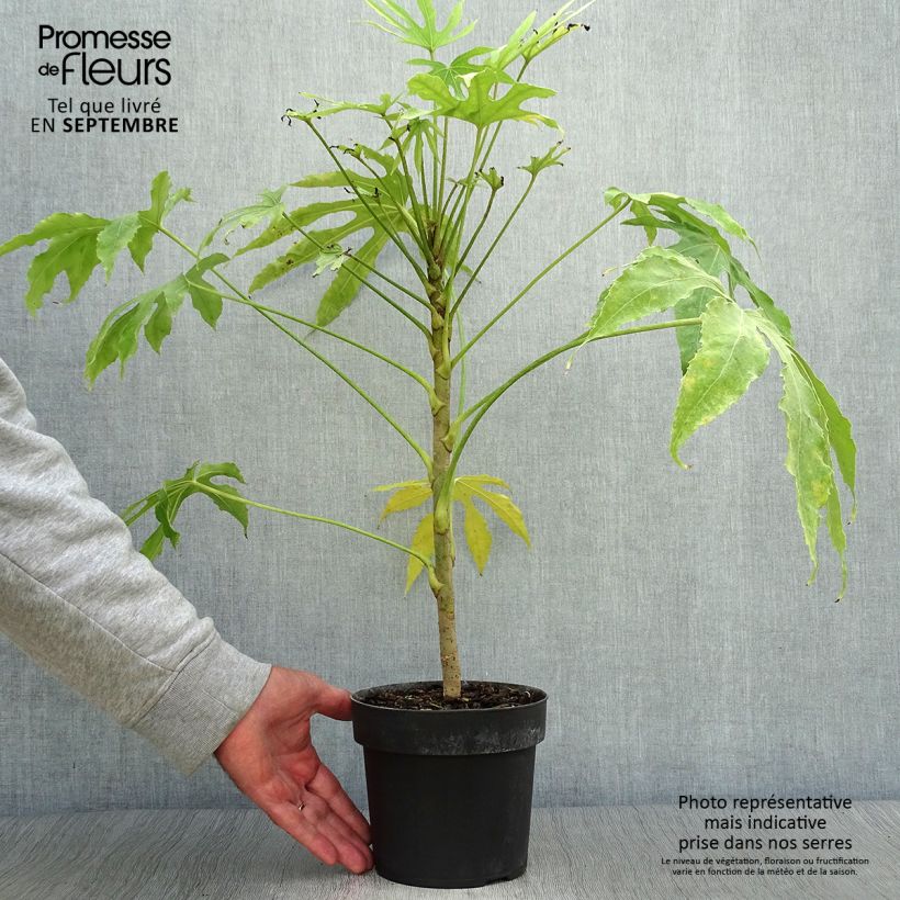 Exemplar von Fatsia polycarpa Green Fingers - Taiwan-Aralie Topf mit 2L/3L wie im Herbst geliefert