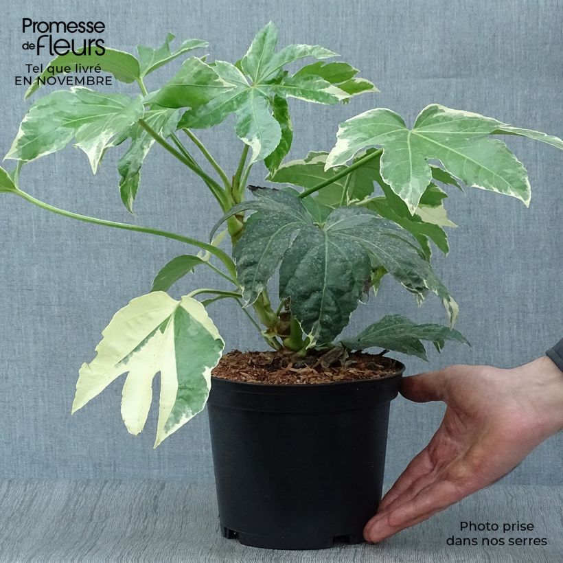 Exemplar von Fatsia japonica Variegata - Zimmeraralie Topf mit 3L/4L wie im Herbst geliefert
