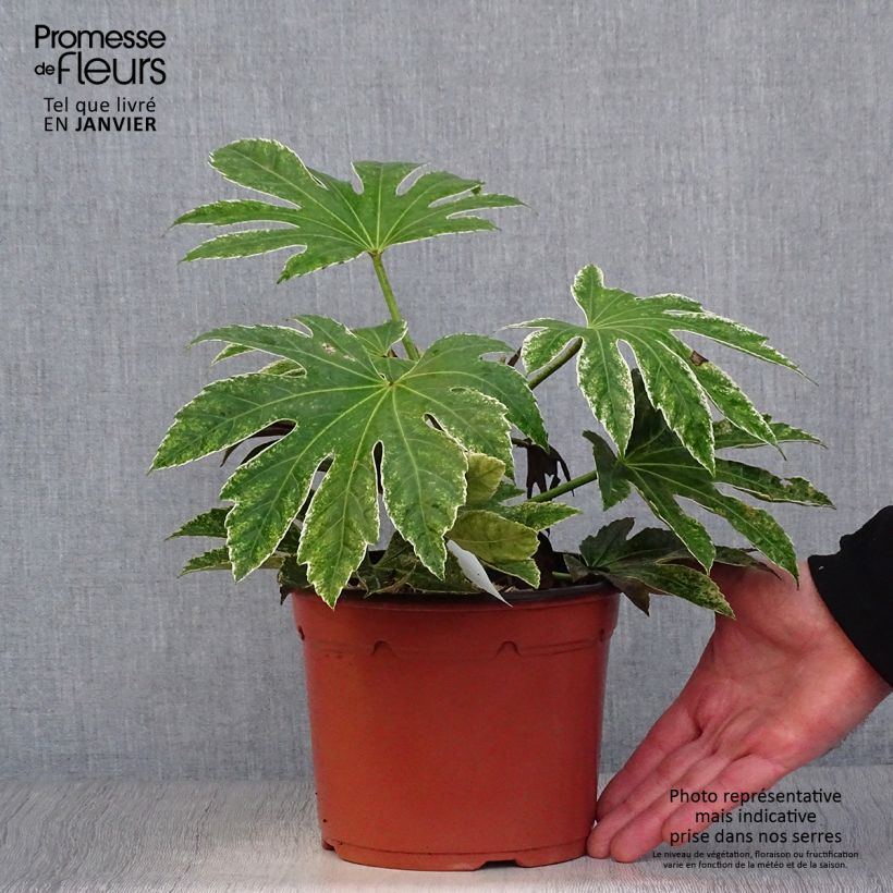 Exemplar von Fatsia japonica Variegata - Zimmeraralie Topf mit 3L/4L wie im Winter geliefert