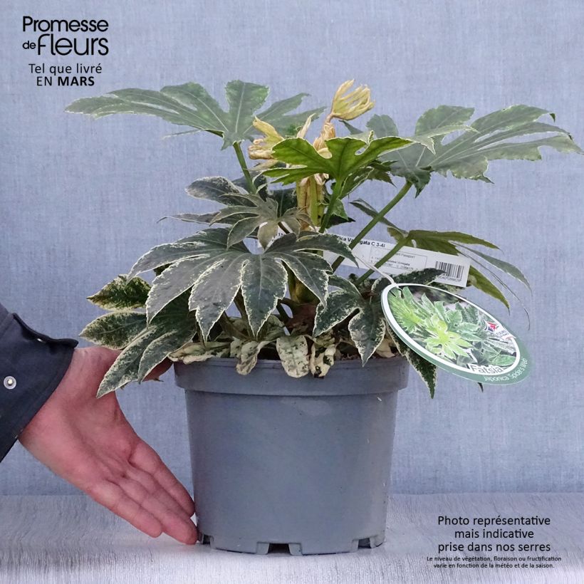 Exemplar von Fatsia japonica Variegata - Zimmeraralie Topf mit 3L/4L wie im Frühjahr geliefert
