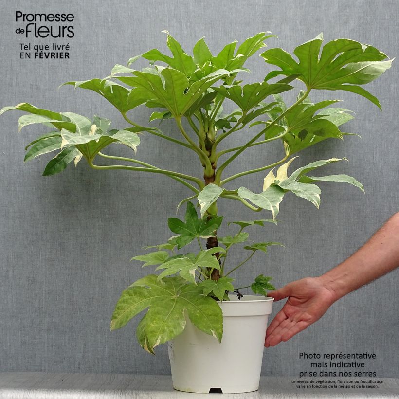 Exemplar von Fatsia japonica Variegata - Zimmeraralie Topf mit 6L/7L wie im Herbst geliefert
