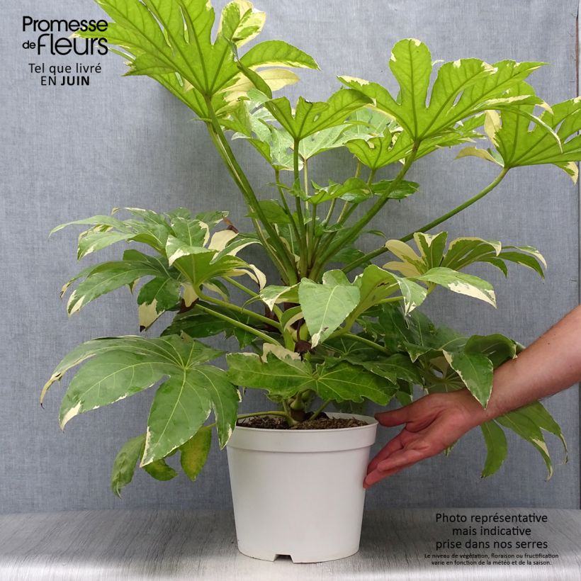Exemplar von Fatsia japonica Variegata - Zimmeraralie Topf mit 6L/7L wie im Sommer geliefert