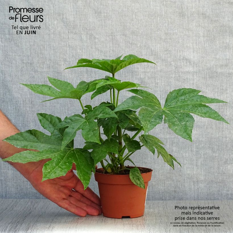 Exemplar von Fatsia japonica - Zimmeraralie Kleine Töpfe von 8/9 cm wie im Sommer geliefert
