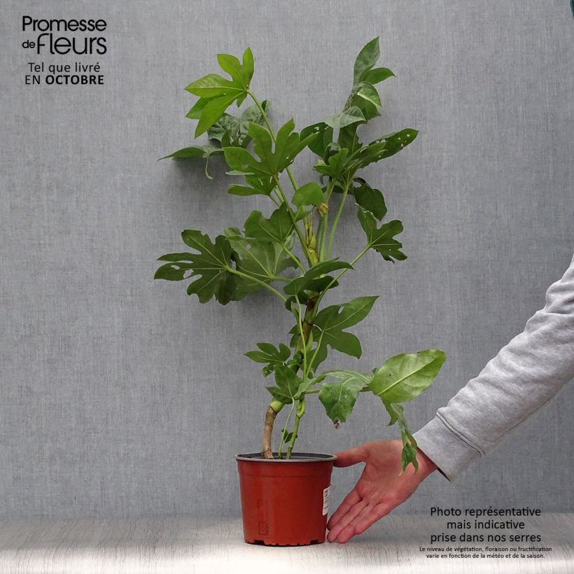 Exemplar von Fatsia japonica - Zimmeraralie Topf mit 2L/3L wie im Herbst geliefert