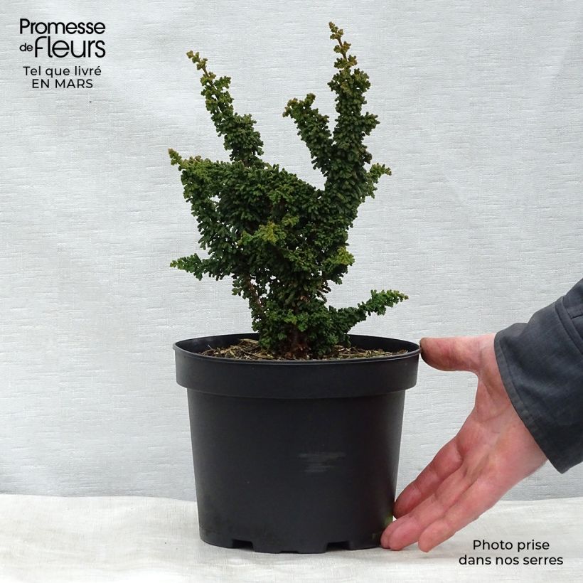 Exemplar von Chamaecyparis obtusa Chirimen Topf mit 2L/3L wie im Winter geliefert