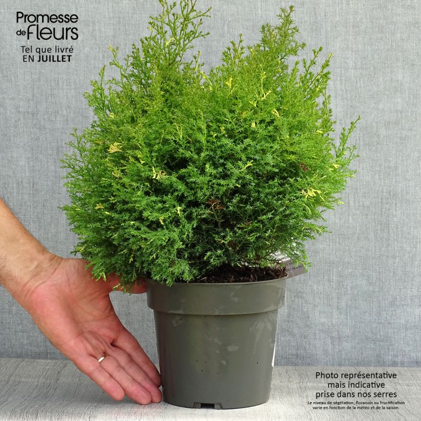 Exemplar von Chamaecyparis obtusa Saffron Spray Topf mit 2L/3L wie im Sommer geliefert