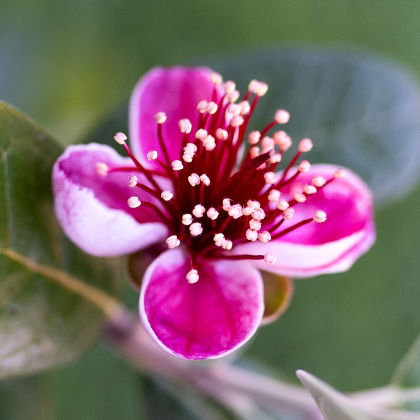 Brasilianische Guave Apollo - Feijoa sellowiana (Blüte)