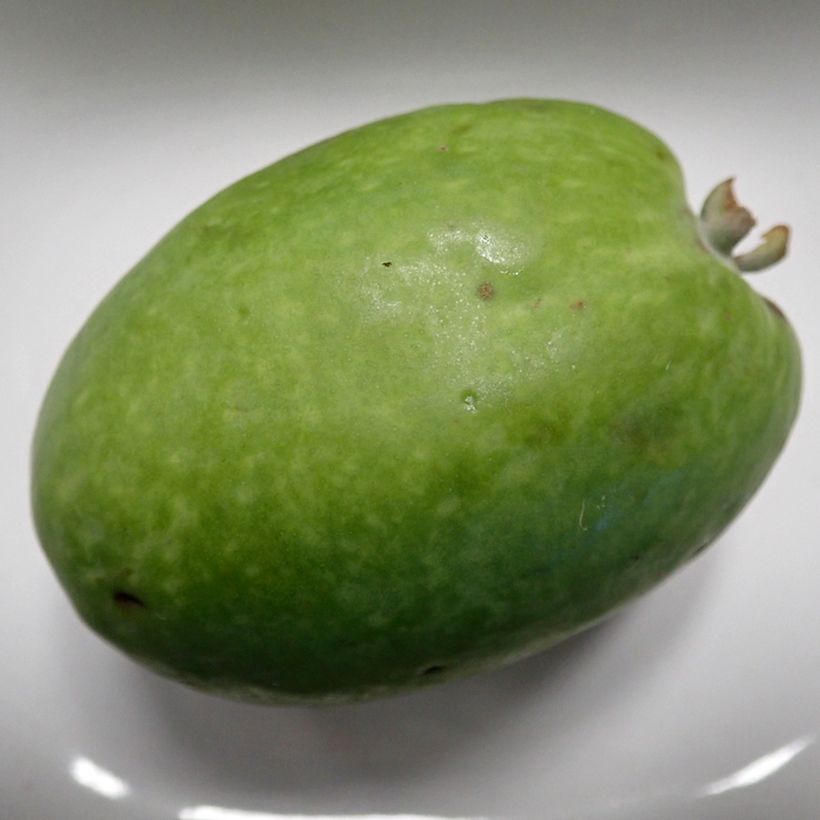 Brasilianische Guave Mammouth - Acca sellowiana (Ernte)