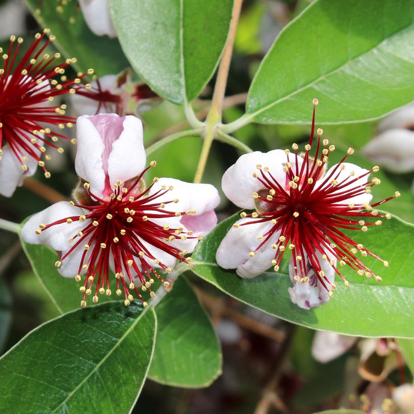 Brasilianische Guave Mammouth - Acca sellowiana (Blüte)