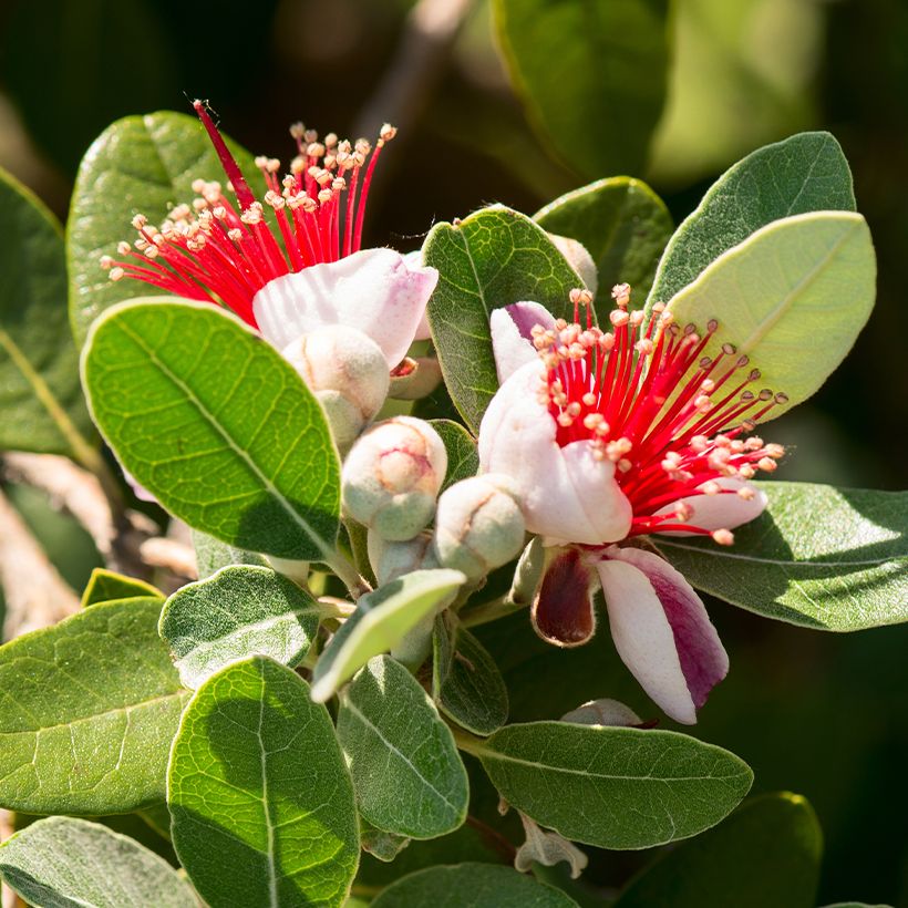 Brasilianische Guave Triumph - Feijoa sellowiana (Blüte)