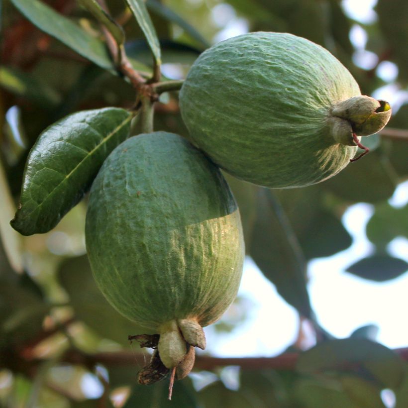 Brasilianische Guave Triumph - Feijoa sellowiana (Ernte)