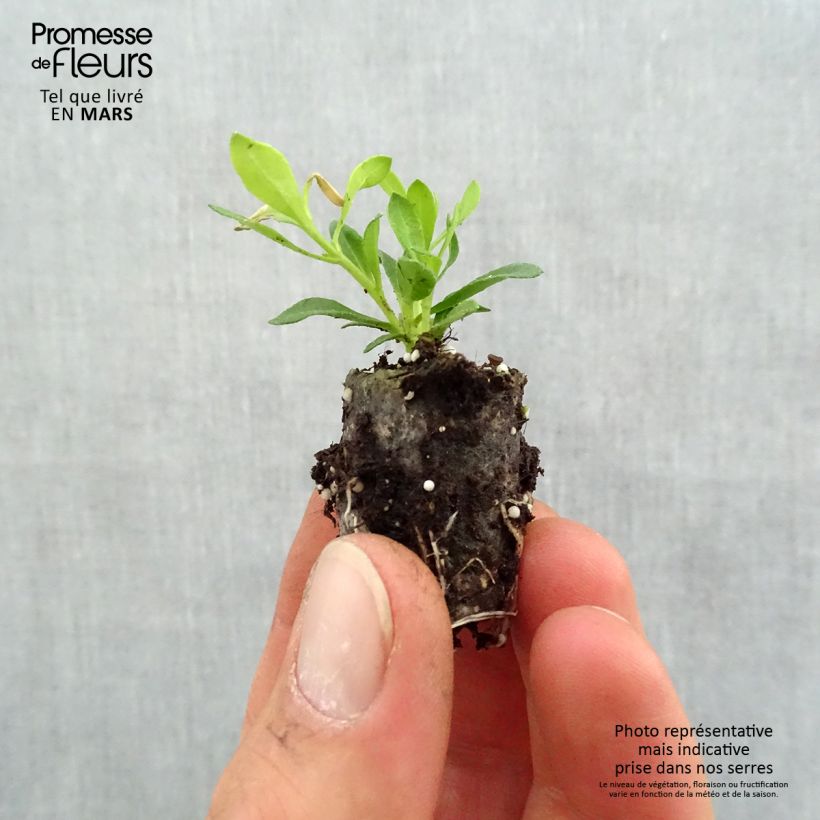 Exemplar von Felicia amelloides Forever Blue - Kapaster Mini-Plug Ø 1,5/2,5 cm wie im Frühjahr geliefert