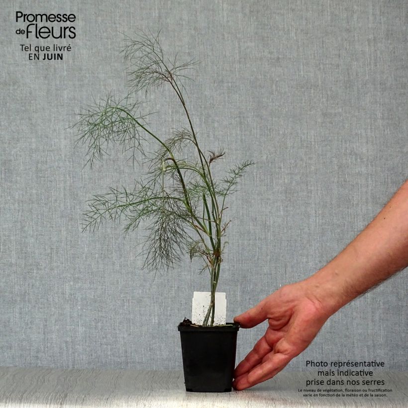 Exemplar von Fenchel Purpureum - Foeniculum vulgare Kleine Töpfe von 7/8 cm wie im Sommer geliefert