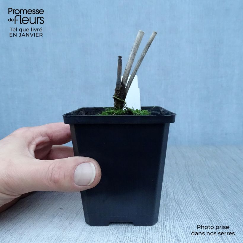 Exemplar von Fenchel - Foeniculum vulgare Kleine Töpfe von 7/8 cm wie im Winter geliefert