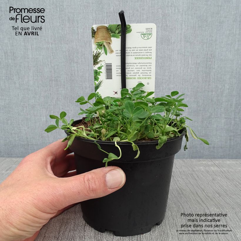 Exemplar von Griechischer Bockshornklee - Trigonella foenum-graecum Topf mit 1,5L/2L wie im Frühjahr geliefert