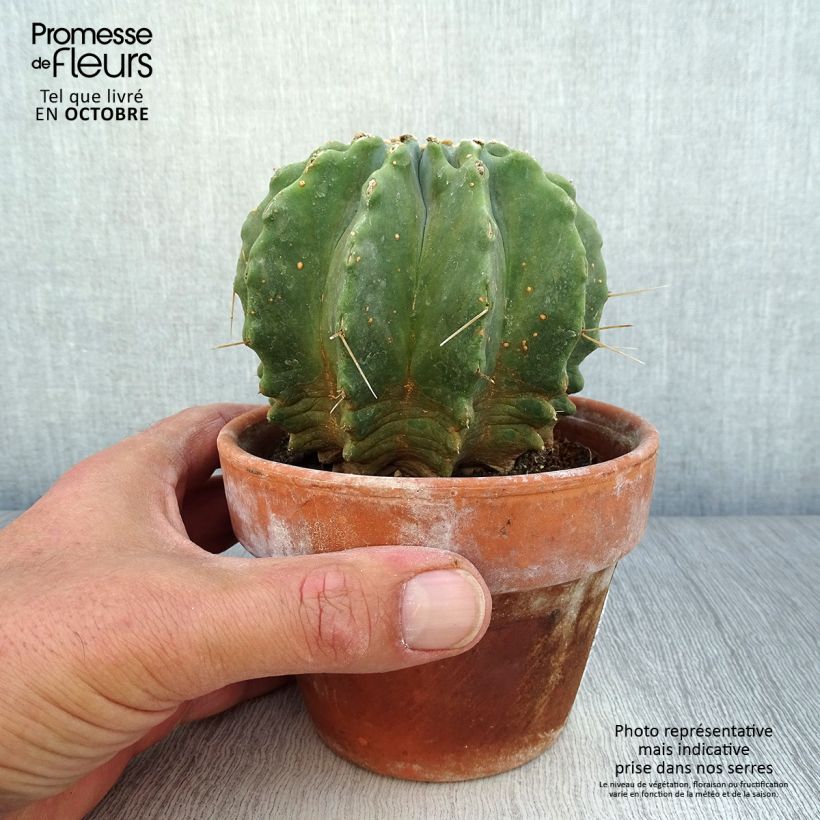 Exemplar von Ferocactus glaucescens Inermis - Ferokaktus Topf 12 cm / 13 cm wie im Herbst geliefert