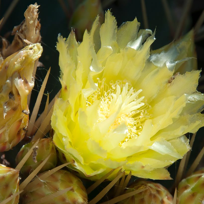 Ferocactus schwarzii - Ferokaktus (Blüte)