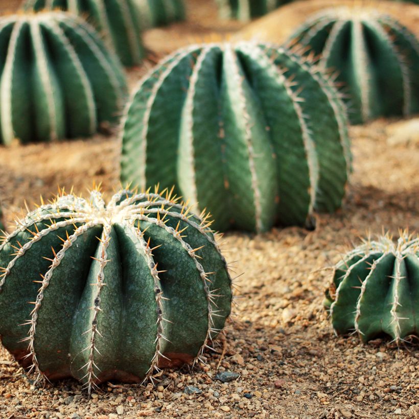Ferocactus schwarzii - Ferokaktus (Hafen)