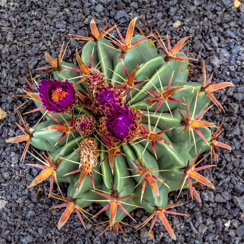Ferocactus latispinus - Ferokaktus (Blüte)