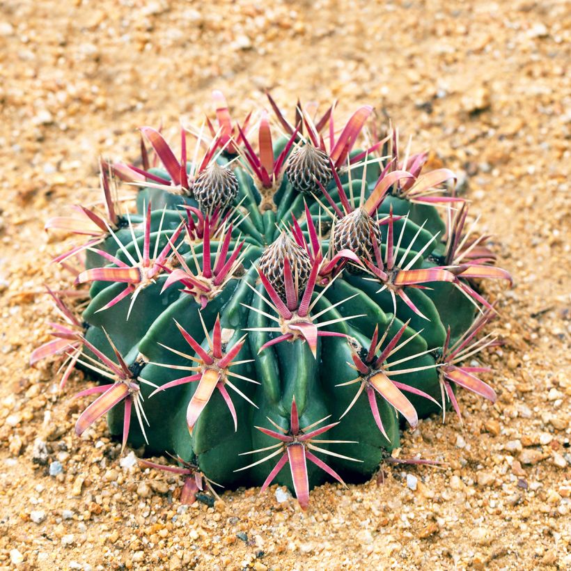Ferocactus latispinus - Ferokaktus (Wuchs)