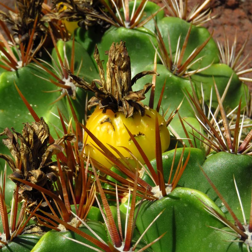 Ferocactus robustus - Ferokaktus (Ernte)