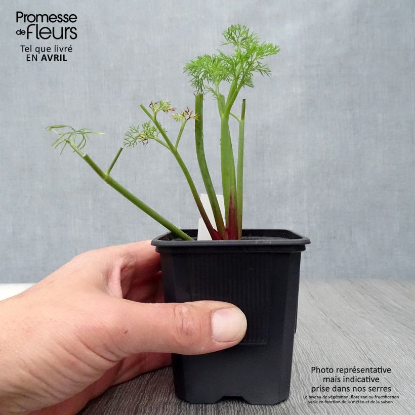 Exemplar von Gemeines Rutenkraut - Ferula communis Kleine Töpfe von 8/9 cm wie im Frühjahr geliefert